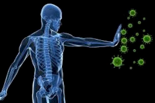 Bağışıklık Sistemini Güçlendiren Besinler