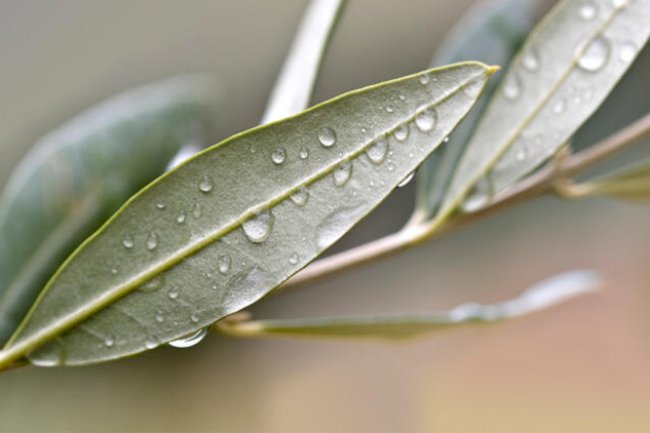 ZEYTİN YAPRAĞI HAKKINDA BUNLARI BİLİYOR MUYDUNUZ?