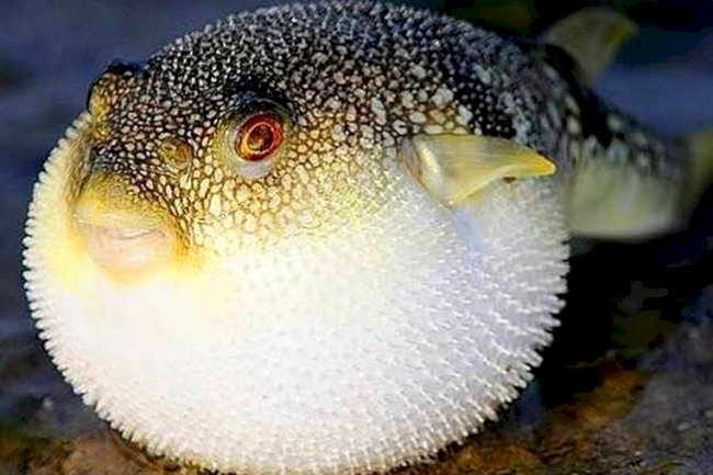 Balon balığı kuyruğuna ödenen teşvik son buldu !