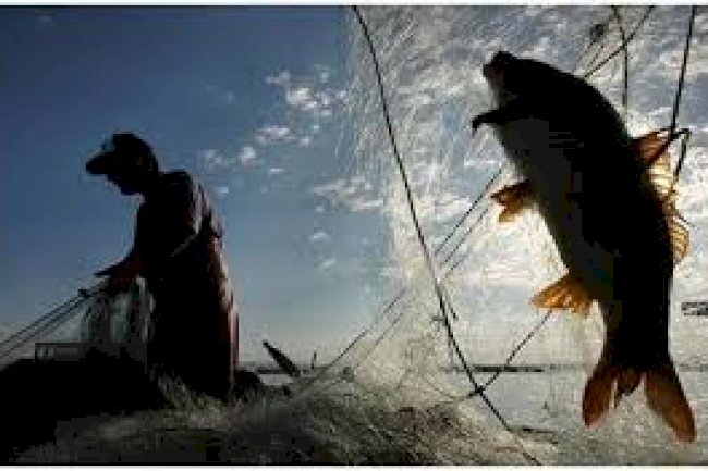 Denizde avlanması tamamen yasaklanmış türler