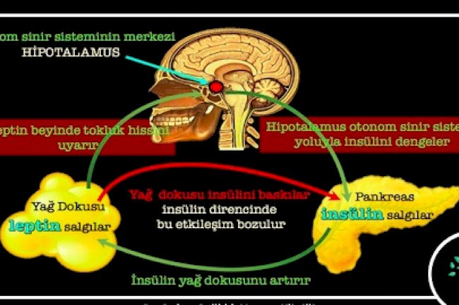 LEPTİN HORMONUNUN SALGILANABİLMESİ İÇİN NE YAPMAK LAZIM? 