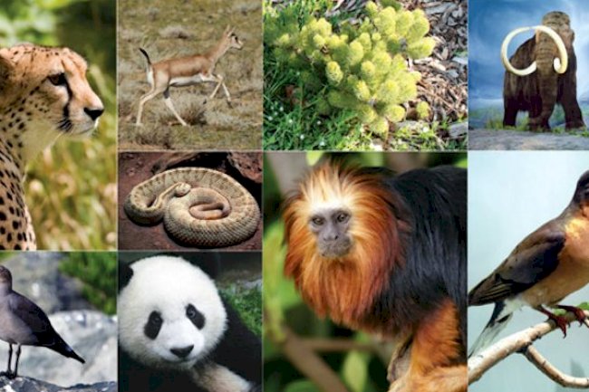 Kromozom nedir ? Canlılara ait kromozom sayıları nelerdir ?