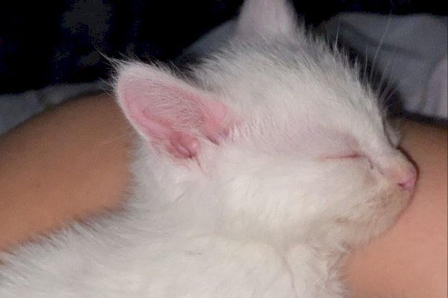 ANNESİNDEN ERKEN AYRILMIŞ YAVRU KEDİ BAKIMI 