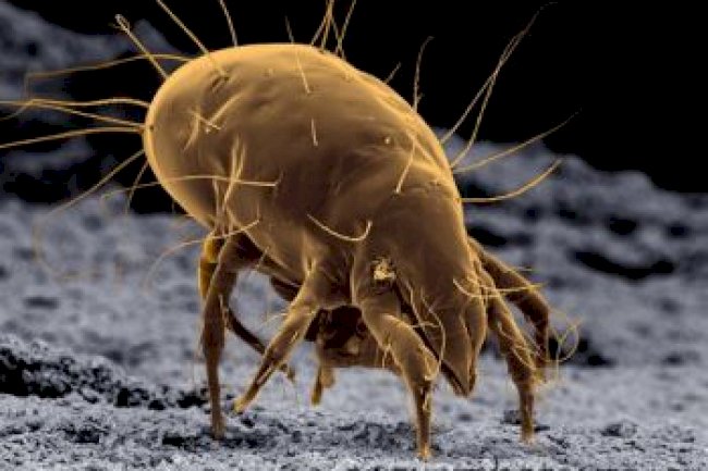 Farketmeden Yediğimiz Peynir Maytları (Peynir Akarları, Cheese Mites) 