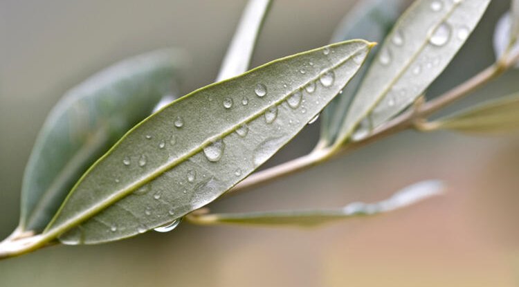 ZEYTİN YAPRAĞI HAKKINDA BUNLARI BİLİYOR MUYDUNUZ?