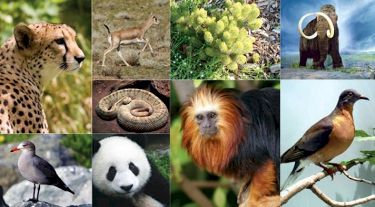 Kromozom nedir ? Canlılara ait kromozom sayıları nelerdir ?